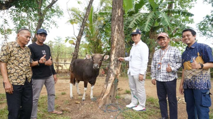 Jelang Idul Adha 1444 Hijriah, Semen Tonasa Serahkan Bantuan Hewan Kurban Idul adha
