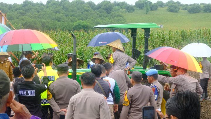 Penanaman Jagung Serentak di Kabupaten Jeneponto, Upaya Mendukung Ketahanan Pangan Nasional penanaman jagung serentak