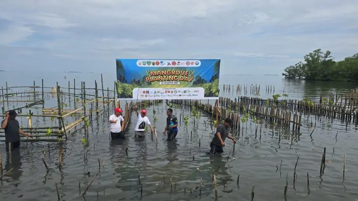 Bersama Pemerintah, Semen Tonasa dan Geopark, IKA Teknik Unhas Tanam Ribuan Bibit Mangrove di Pangkep ika teknik unhas