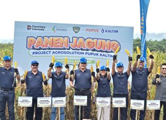 Pupuk Kaltim Dongkrak Produksi Jagung Maros 140 Persen Pupuk Kaltim