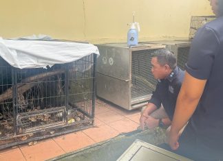 Ditjen Gakkumhut Tetapkan Tersangka Pemilik 24 Ekor Satwa Liar Dilindungi di Manado ditjen gakkumhut